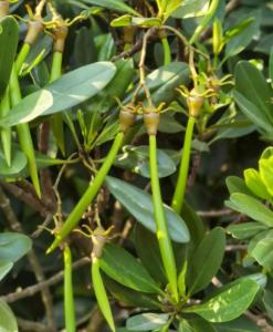 胎生植物