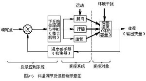 体温调节反馈示意图