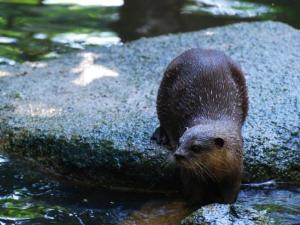 野生动物