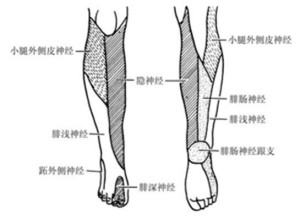 振动觉