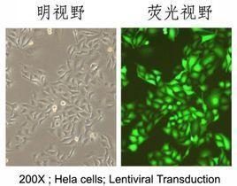 Hela细胞