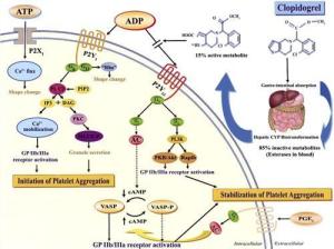抗血小板药