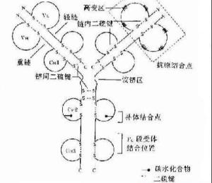 肽链两边游离的羧基