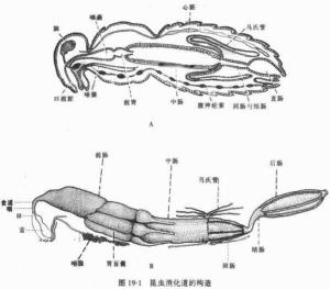 马氏管图册