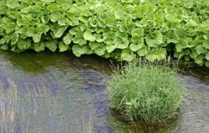 水生植物