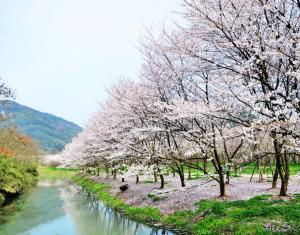 樱花树