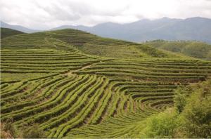 屏南高山生态茶园