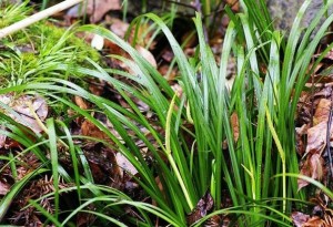 石菖蒲-原植物（图1)