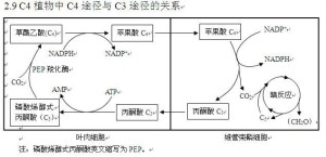 c4途径