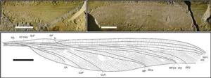 准噶尔盆地发现的原蜻蜓目化石