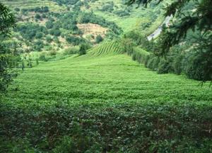 雁南飞茶田度假区