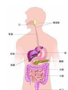 消化系统