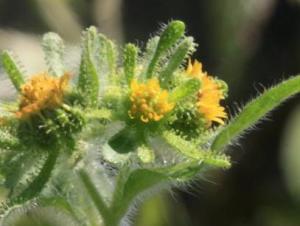 双子叶植物纲植物