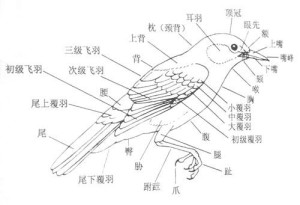 鸟类体羽的分区