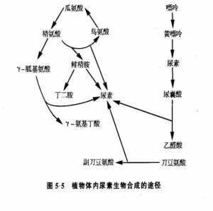 植物体内尿素的生成途径