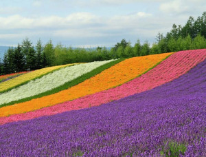 富良野的薰衣草田园