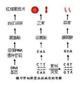 贫血症