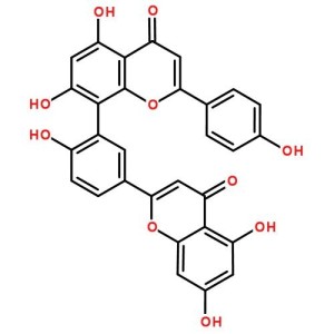 穗花杉双黄酮