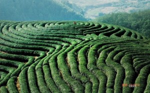 建瓯东峰北苑凤凰山御茶园