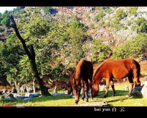 师宗菌子山