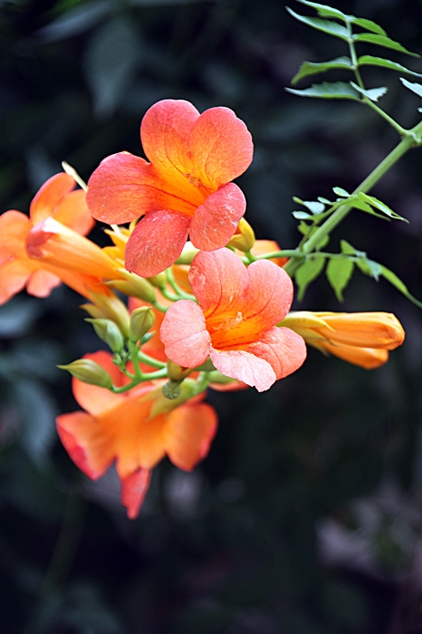 凌霄花