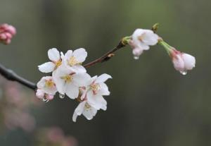 东京樱花