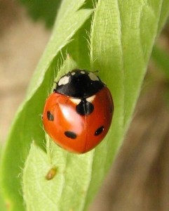 七星瓢虫Coccinella septempunctata