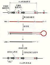 染色体模式图