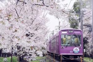 2016樱花祭