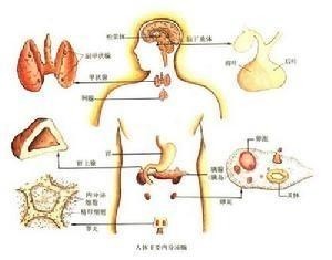 激素的产生