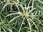 莎草（Carex vesicaria)