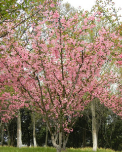 樱花树