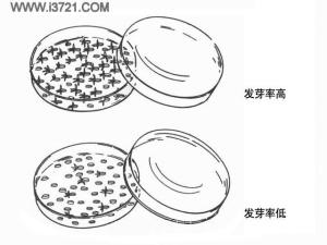 种子发芽率