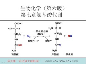 一氧化氮合成机制