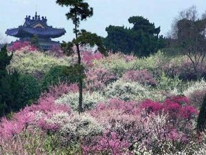 梅花山梅花