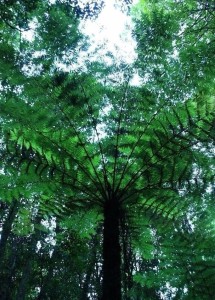 国家重点保护植物木沙椤