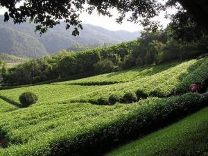 雁南飞茶田度假村