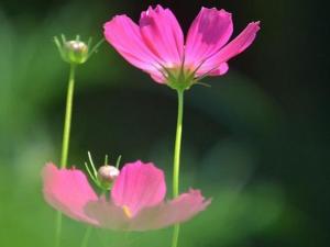 波斯菊