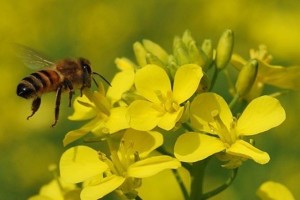 油菜花