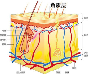 角质层