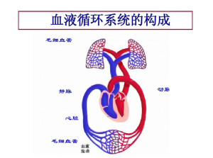 血液循环