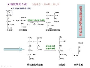 精氨酸转化机制