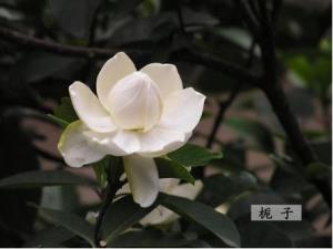 茜草科栀子