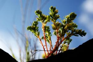 丽江植物资源