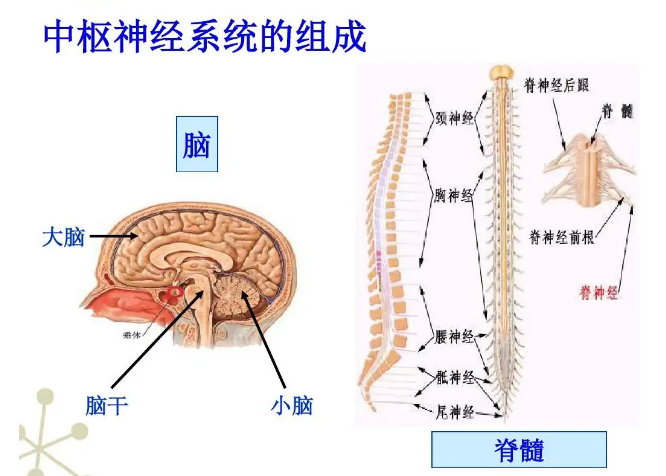 中枢神经系统