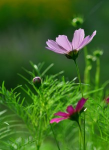 波斯菊