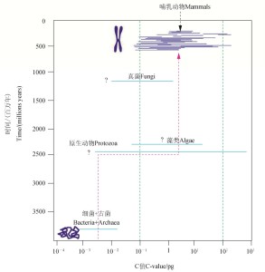 平均来说，真核生物的C值比原核生物高约3.5个数量级