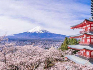 日本樱花