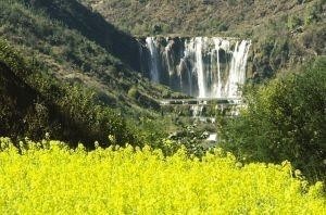 油菜花开时罗平坝子春潮涌动