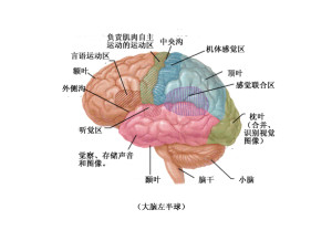 中枢神经系统